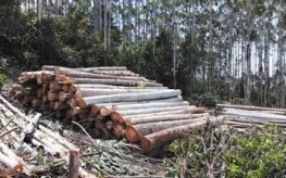 2023年一吨桉树木材价格？木头现在一吨多少钱一斤