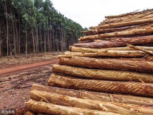 一亩桉树的成本和利润？卖木材一年能挣多少钱