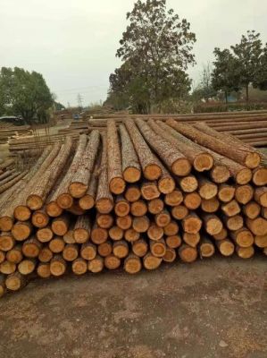 2023临沂木材市场杨木价格？30公分以上杉木价格